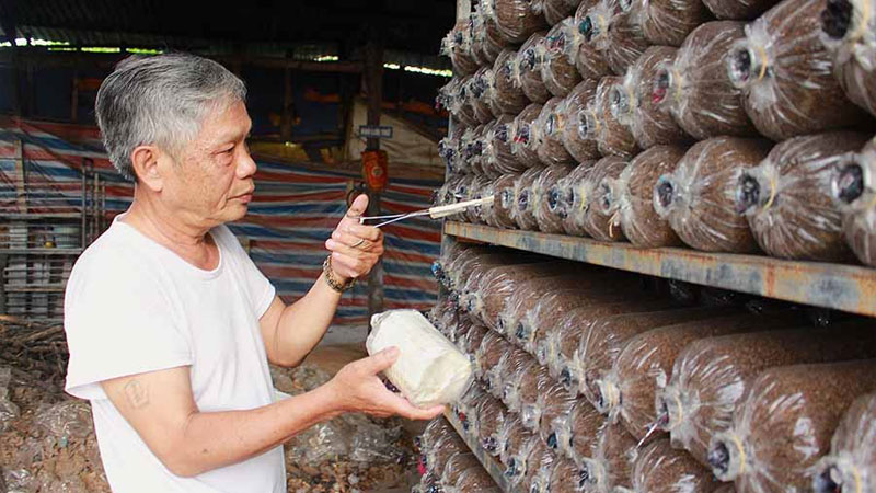 Sử dụng meo que trồng nấm mối đen