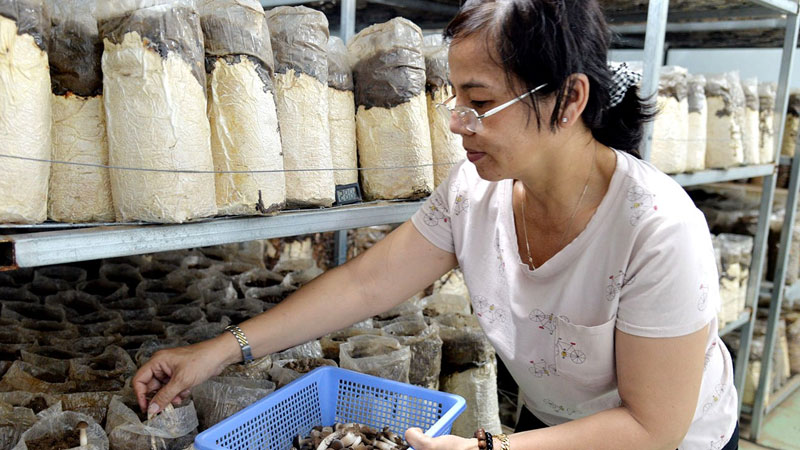 Thời gian thu hoạch nấm mối tốt nhất là buổi sáng hay chiều tối.