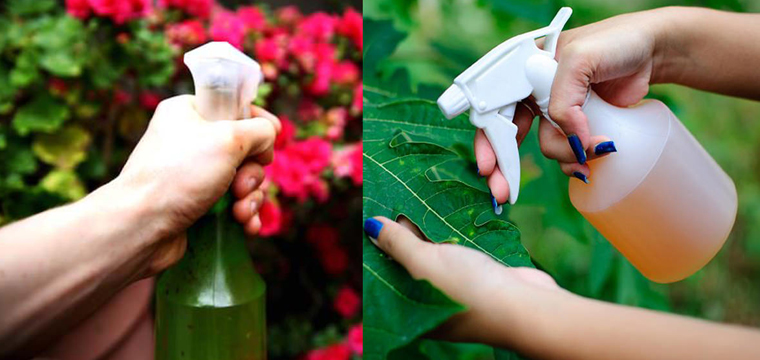 Cách tự chế biến thuốc trừ sâu sinh học phù hợp với canh tác hữu cơ - TraceVerified