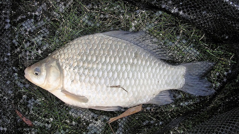Cá diếc