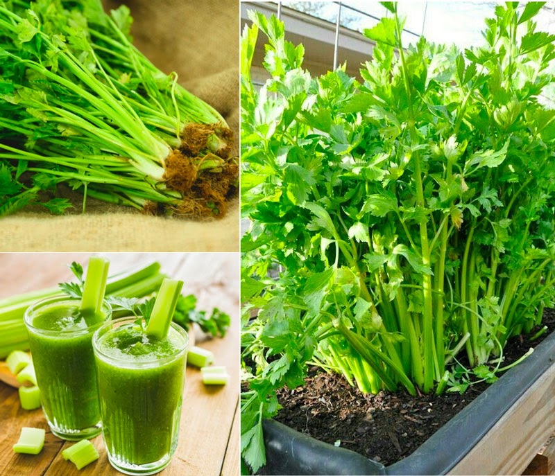 Các loại rau nên trồng tháng 12