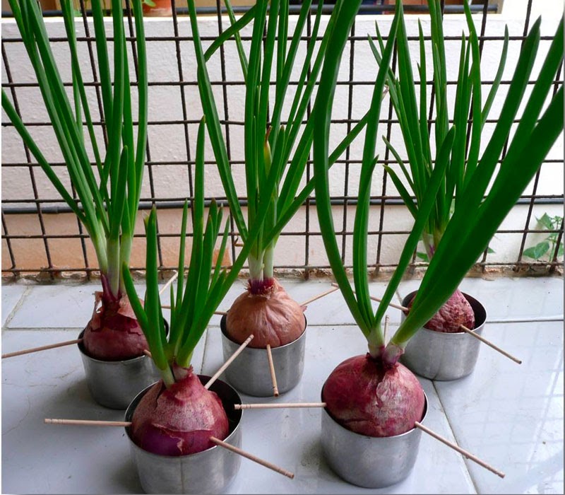 Trồng rau gì tháng 12 phát triển tốt nhất