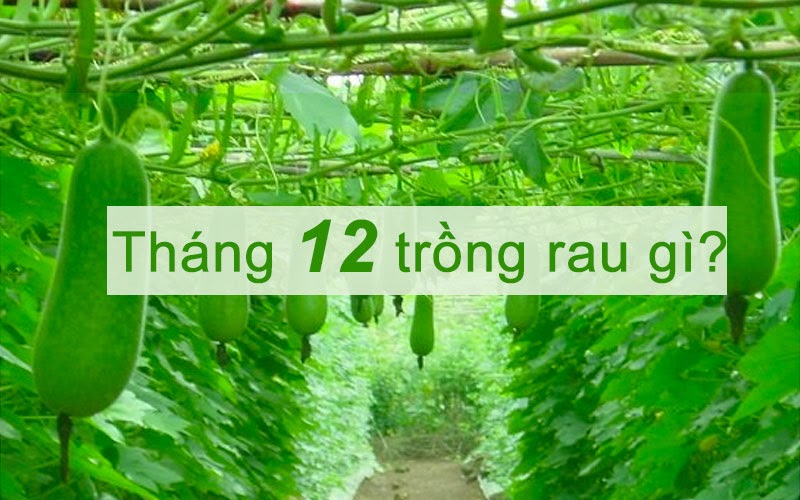 Tháng 12 trồng rau gì là phù hợp nhất