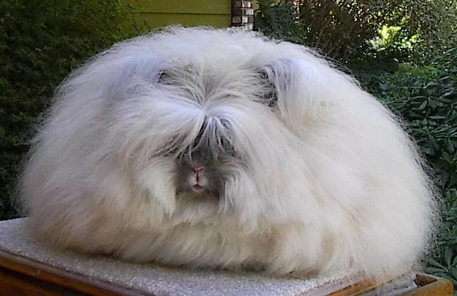 tho angora anh