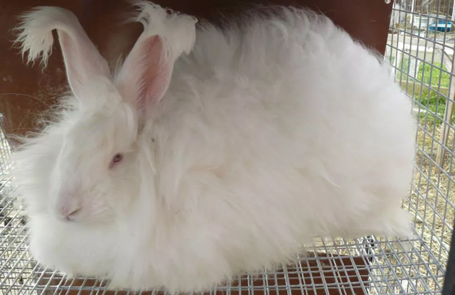 tho angora duc