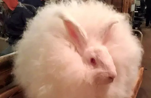 tho angora khong lo