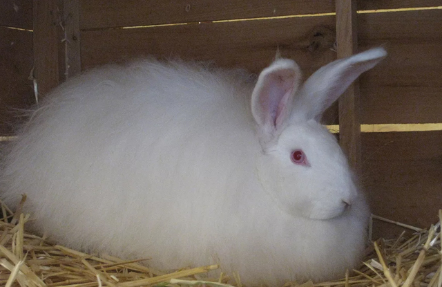tho angora phap