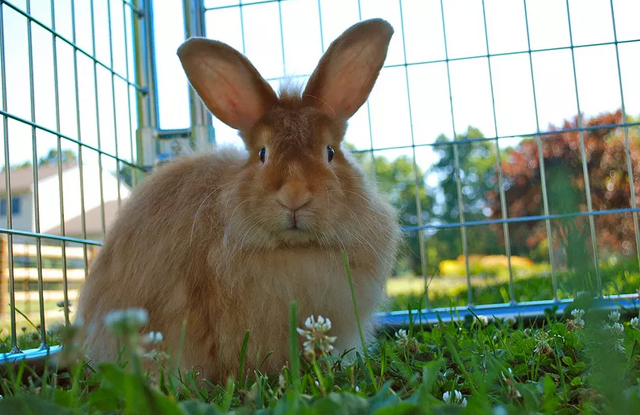 tho angora satin
