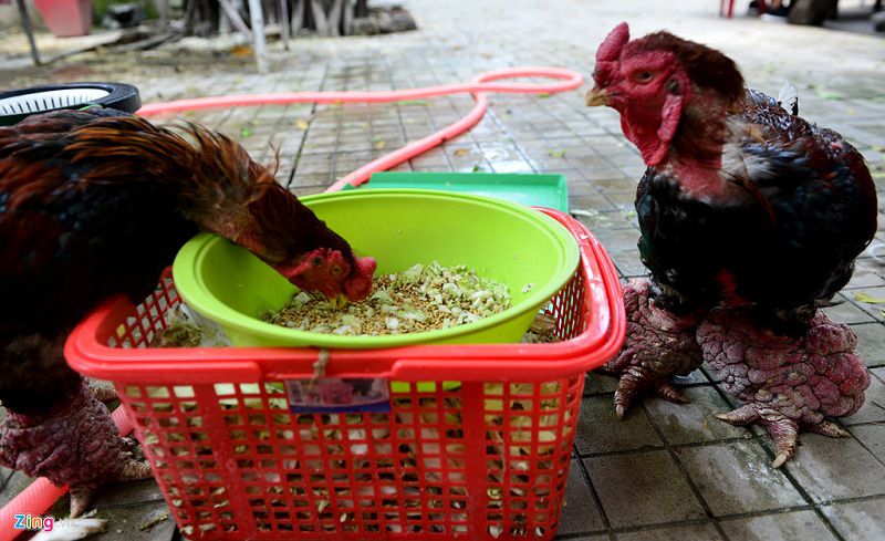 Gà Đông Tảo ăn gì? Cách trộn thức ăn cho gà Đông Tảo