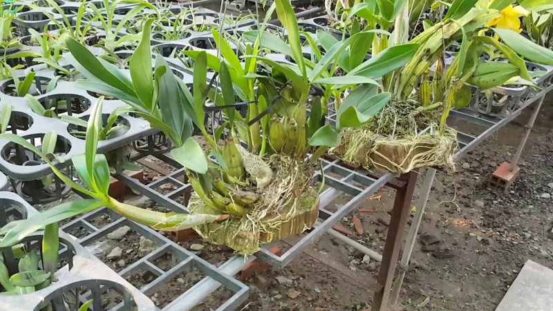 Chọn giống hoa lan sơn thủy tiên