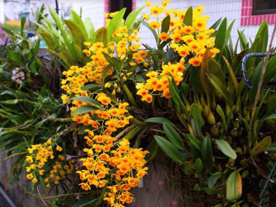hoa của nó rất đẹp