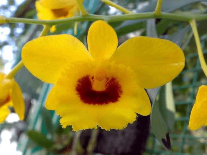 mặt hoa của nó rất đẹp