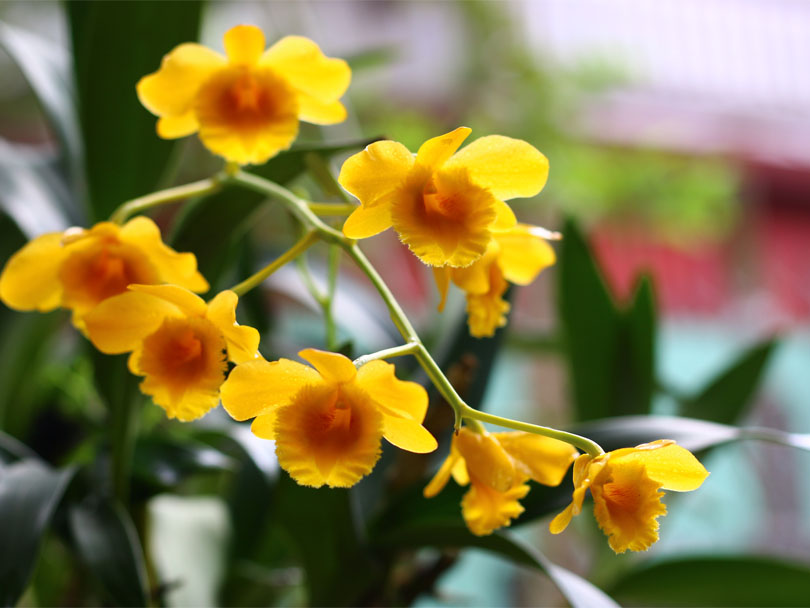 mặt hoa của nó rất đẹp