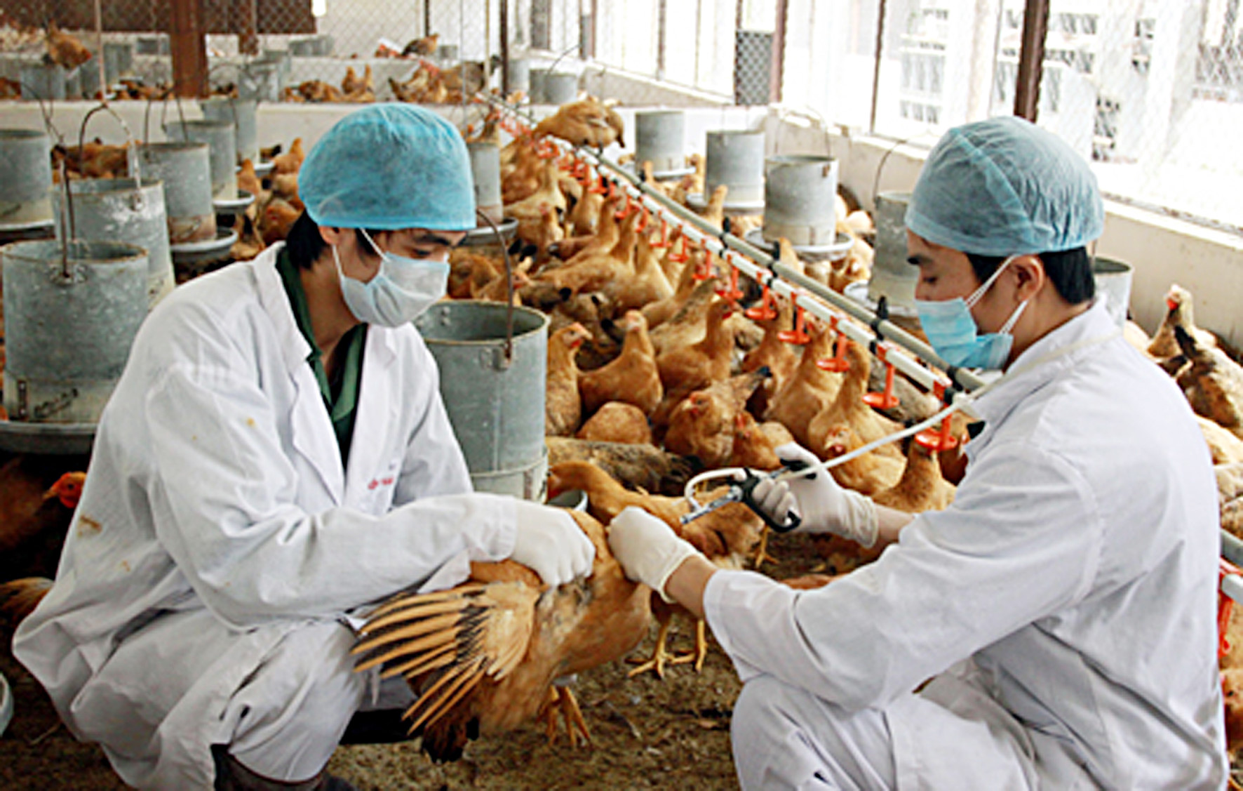 Lợi ích từ việc tiêm phòng vắc xin trong chăn nuôi gà - Gà Thả Vườn