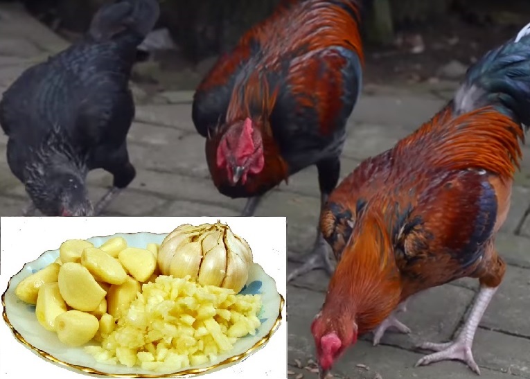 CHO GÀ ĂN TỎI : CÔNG DỤNG VÀ CÁCH CHO ĂN HIỆU QUẢ