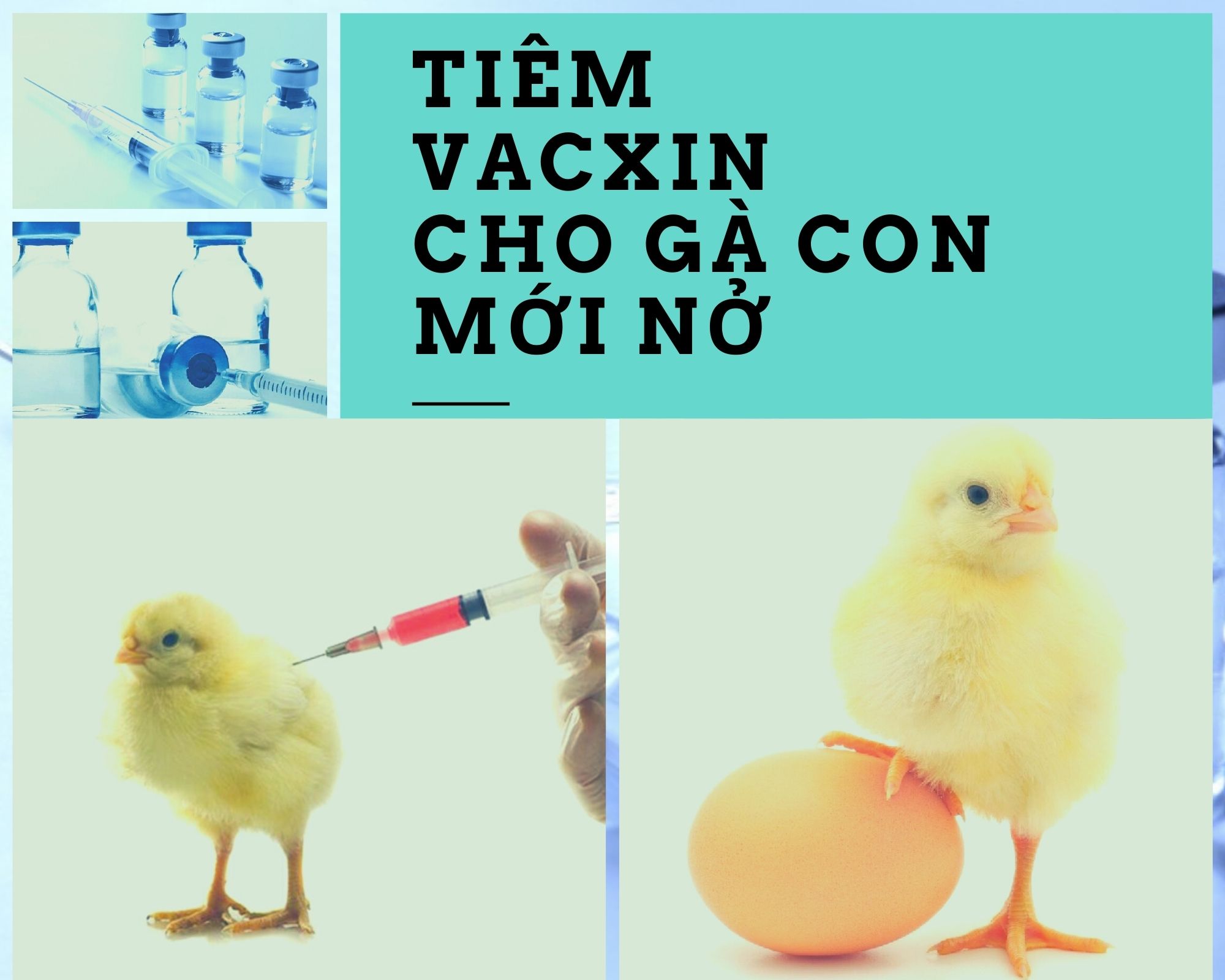 Quy Trình Tiêm Vacxin Cho Gà Con Mới Nở Năm 2021