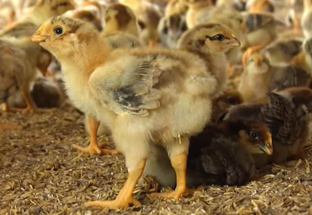 Cách Phòng Bệnh Cho Gà Con Mới Nở Hiệu Quả - GaChoiViet.Com
