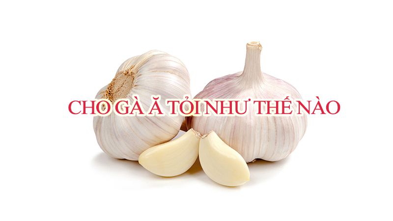Hướng dẫn chữa hen cho gà bằng tỏi hiệu quả update 2020
