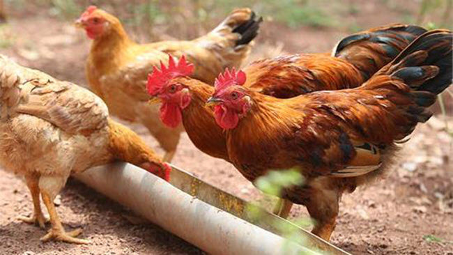xay nghiền thức ăn cho gà đẻ nhiều trứng