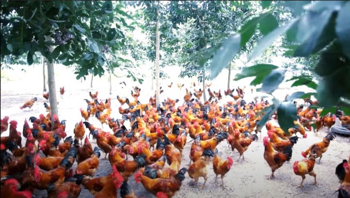 Cách nuôi GÀ TA mau lớn đạt "năng suất cao - lợi nhuận khủng"