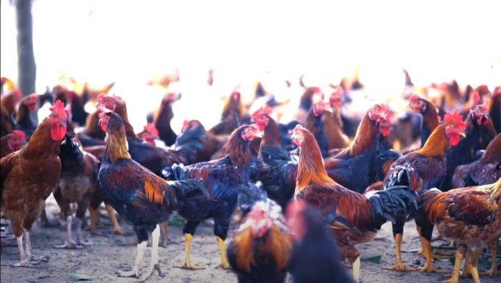 Cách nuôi GÀ TA mau lớn đạt "năng suất cao - lợi nhuận khủng"