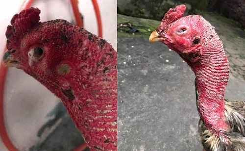 Hướng Dẫn Cách Chữa Hen, khò khè Cho Gà Chọi - 100% Khỏi