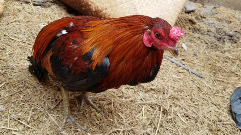 Giải Pháp Trị Gà Ăn Không Tiêu Đúng Cách Cực Hiệu Quả