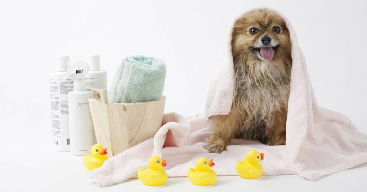 Vancouver's Best Pet Grooming