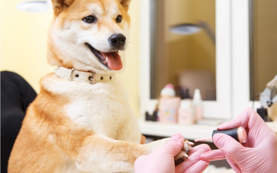 Pet Spa Services