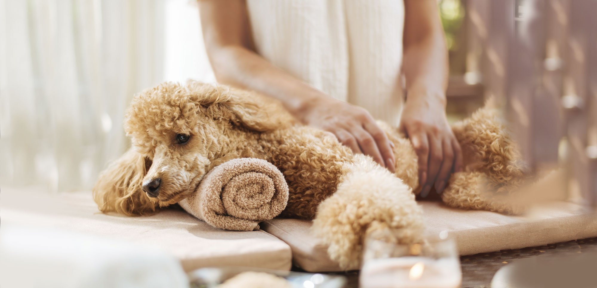 Home - The Paw Spa