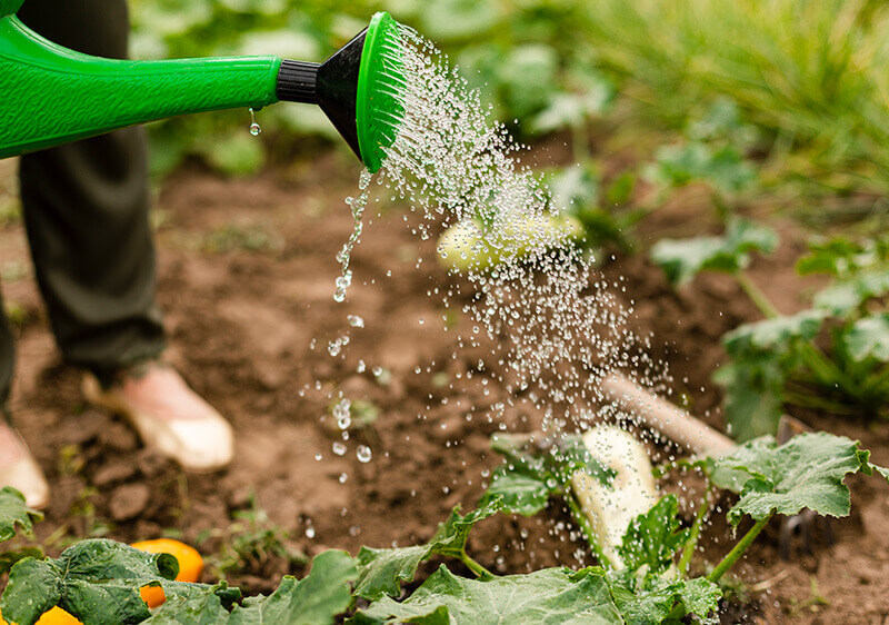 Phân Bón Vô Cơ Là Gì? Thành Phần, Ưu Điểm, Nhược Điểm & Sử Dụng