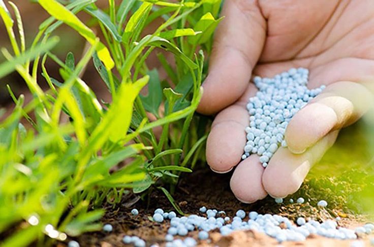 Phân bón có tác dụng gì? Tác dụng, lợi ích và sử dụng phân bón trong nông nghiệp