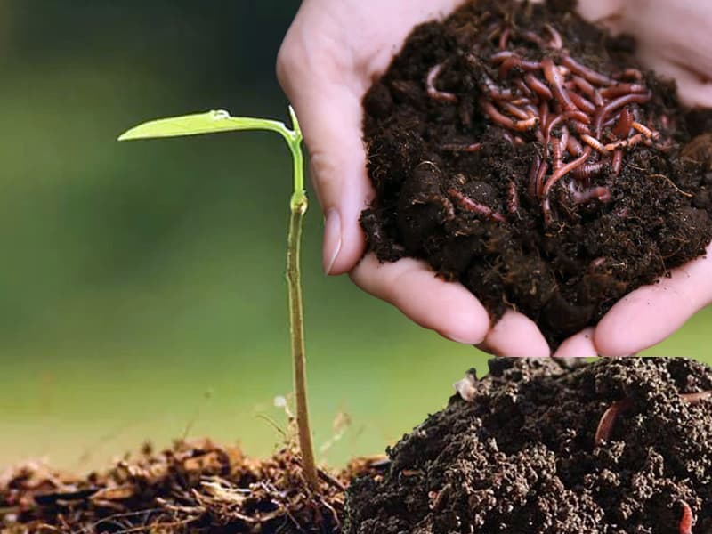 Phân Trung Vi Lượng Là Gì? Cách Sử Dụng Và Ứng Dụng Phân Trung Vi Lượng Trong Nông Nghiệp