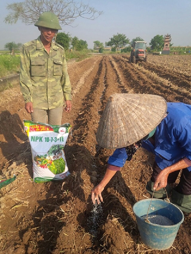 Phân NPK là gì? Cấu trúc, thành phần, công dụng và phương pháp sử dụng