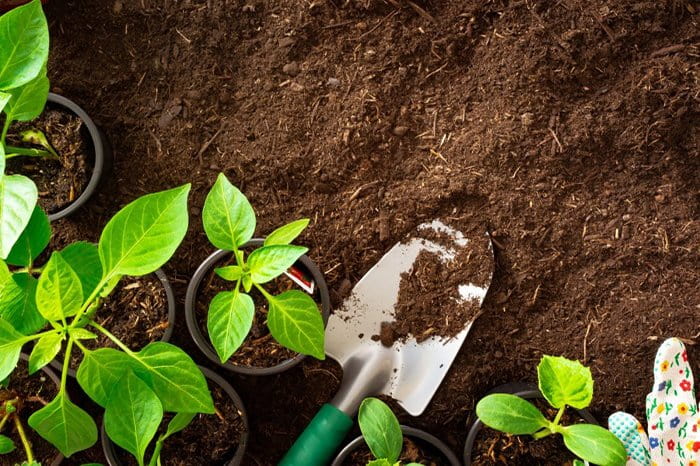 Phân bột là gì? Ưu điểm, cách sử dụng đúng cho cây trồng