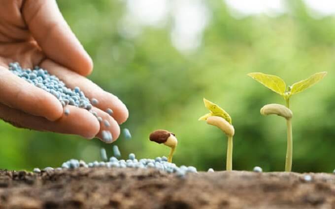 Phân bón kép là gì? Đặc điểm, công dụng và cách sử dụng