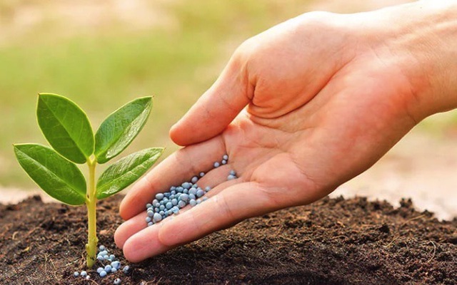 Phân bón kép là gì? Đặc điểm, công dụng và cách sử dụng
