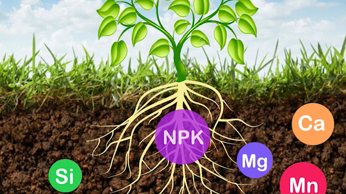 Phân bón kép là gì? Đặc điểm, công dụng và cách sử dụng