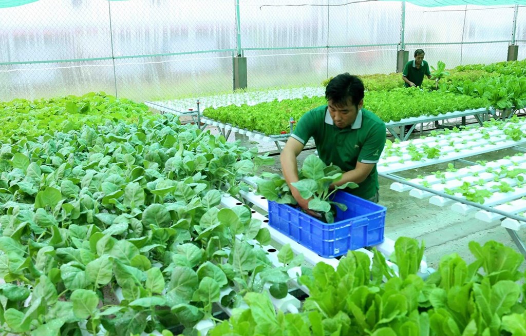 Phân Bón Vô Cơ Là Gì? Thành Phần, Ưu Điểm, Nhược Điểm & Sử Dụng