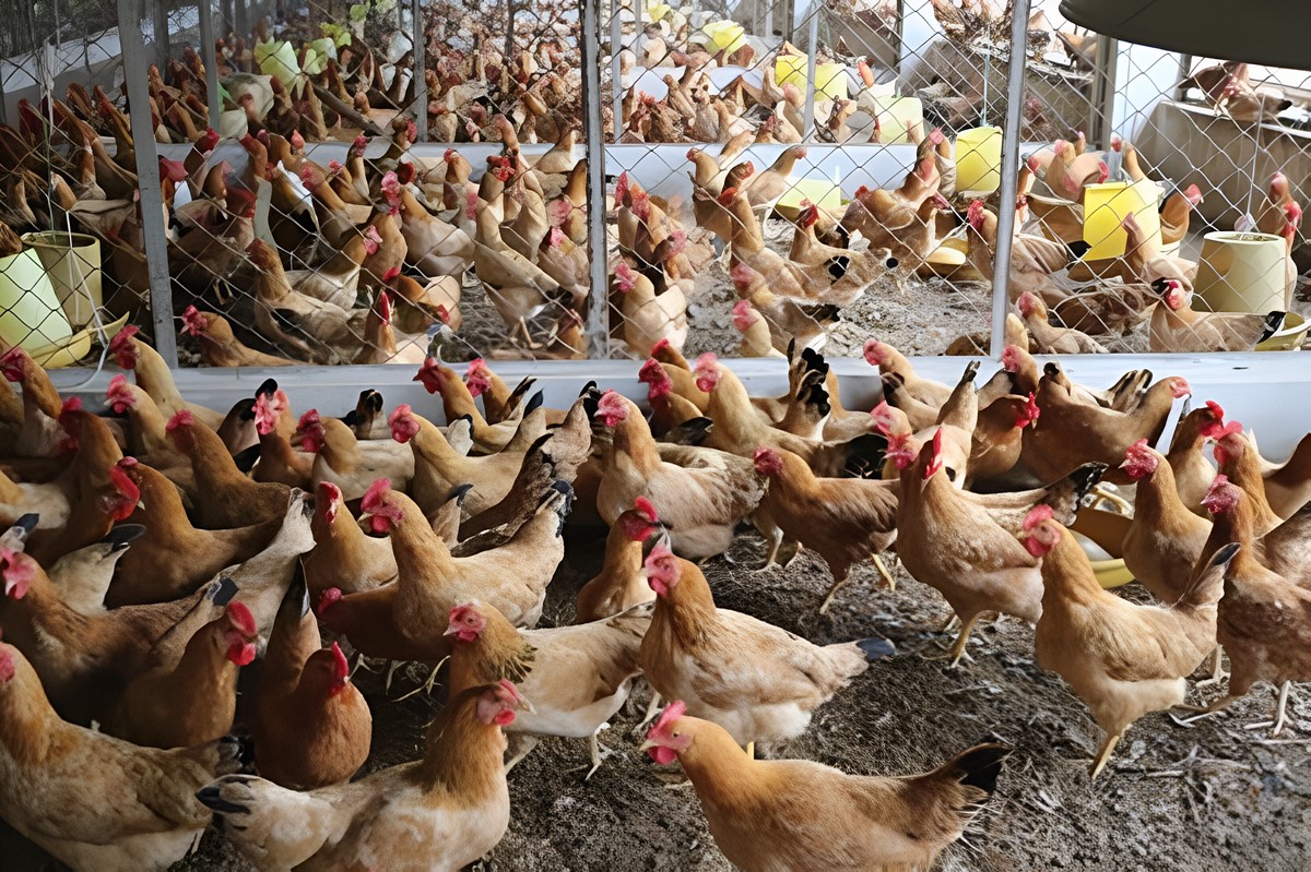 Cách đánh bida phăng Kỹ thuật, góc đánh và chiến thuật hiệu quả
