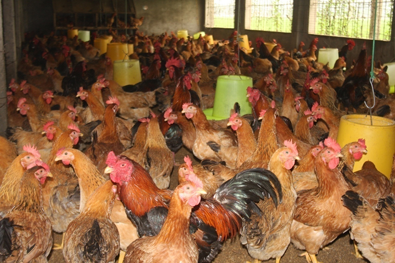 Cách đánh bida phăng Kỹ thuật, góc đánh và chiến thuật hiệu quả
